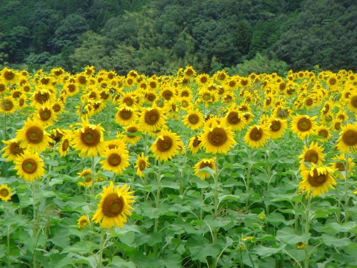 はばタンラッピング電車 and 佐用町ひまわり祭り 2009-07-26: Sunflowers delighted to see you